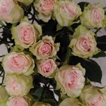 BS Green Pink Rose Branchue d'Equateur Ethiflora